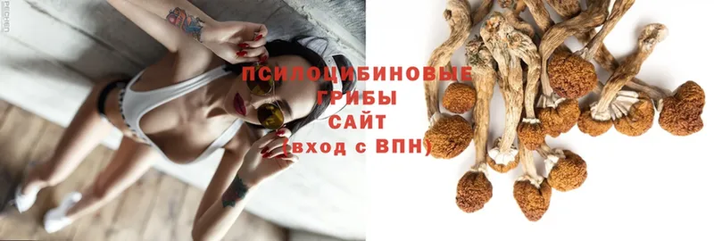 Псилоцибиновые грибы Psilocybine cubensis  Верещагино 